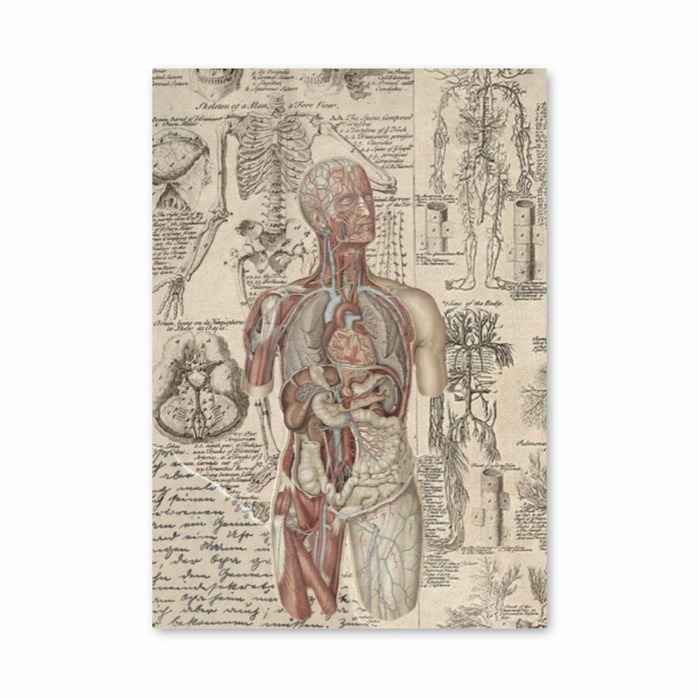Poster Anatomie Victorienne