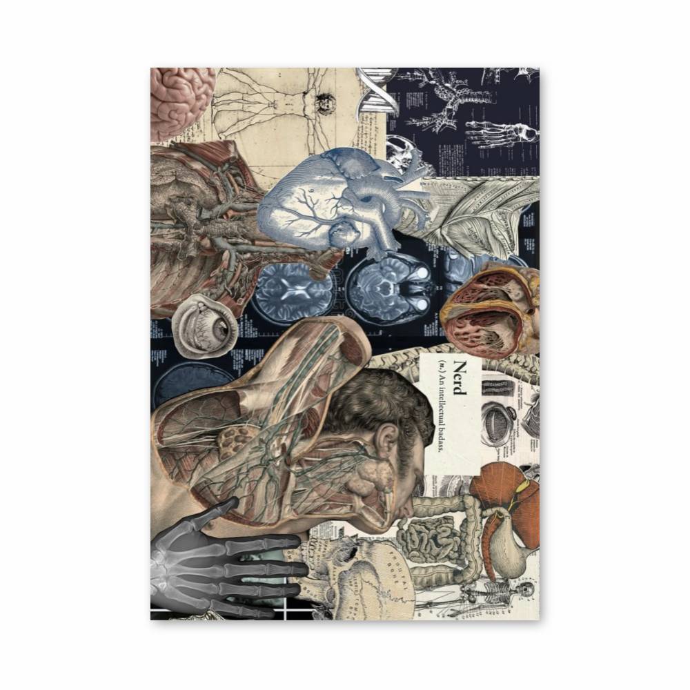 Poster Anatomie Illustrée