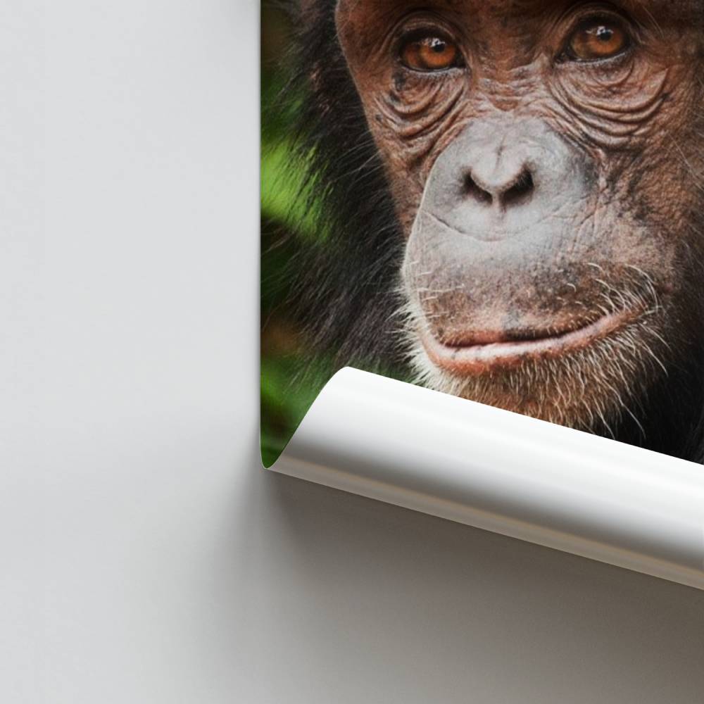 Weisheit des Affen-Poster