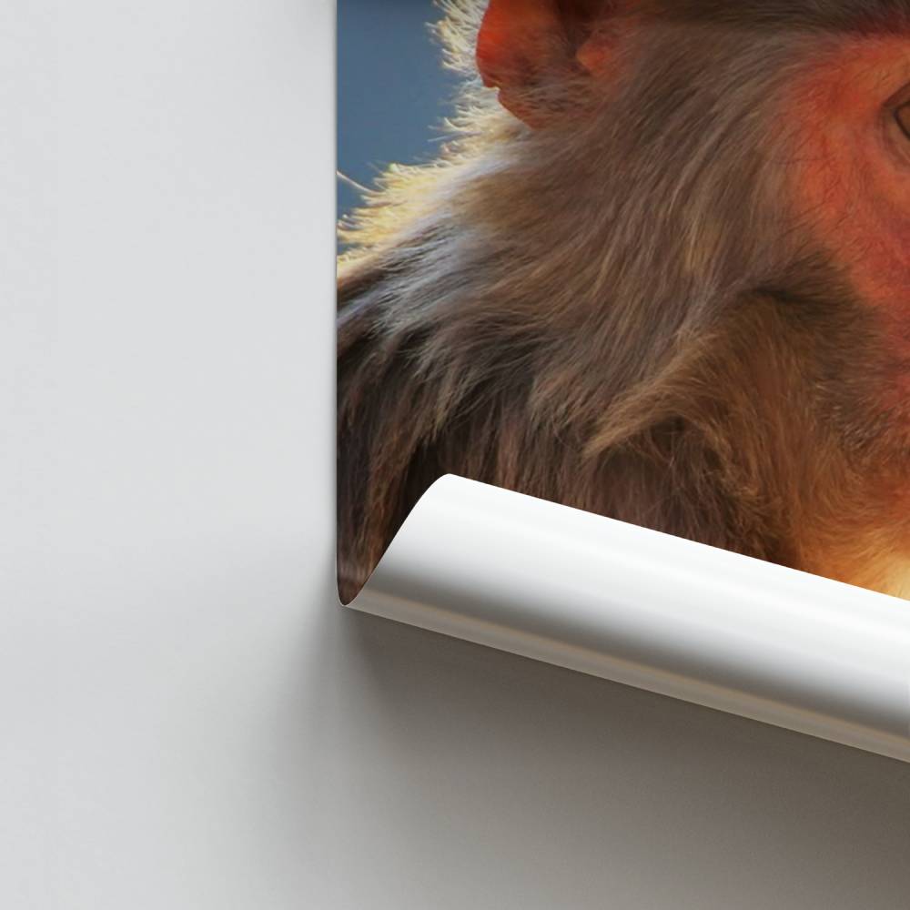 Poster Primaten-Gelassenheit