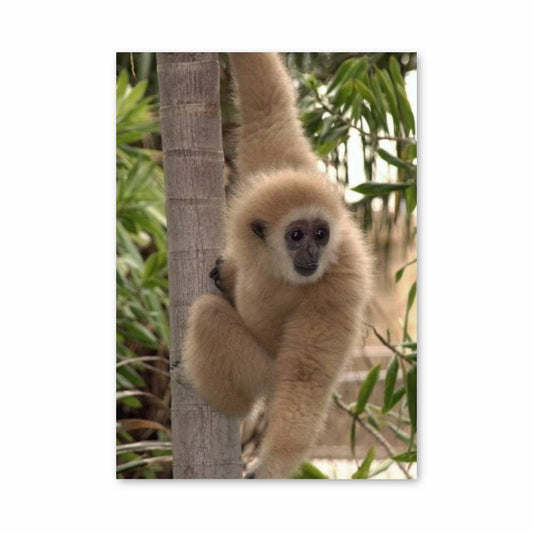 Poster Gibbon Jungle