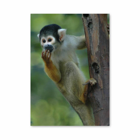 Poster Singe Espiègle