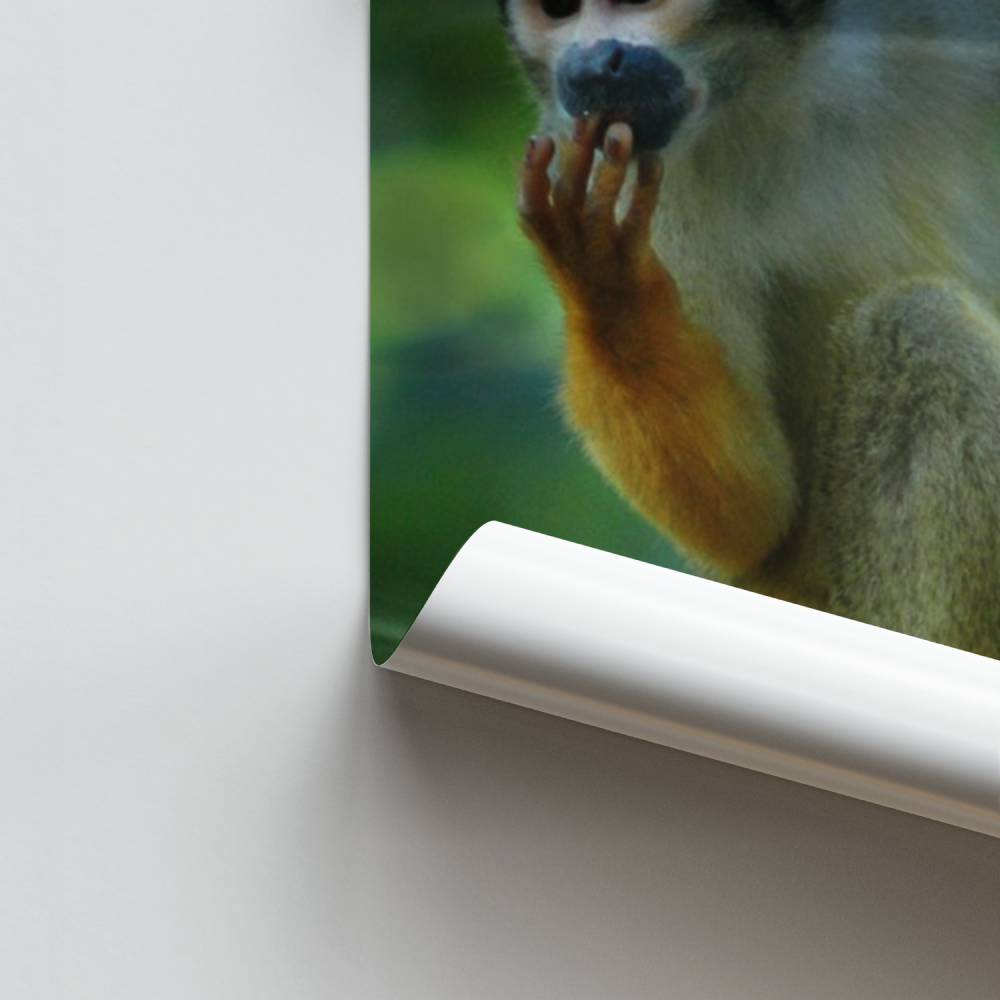 Verspieltes Affen-Poster