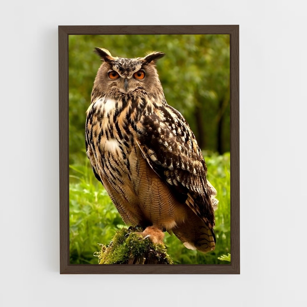 owl-5 cadre Bois foncé