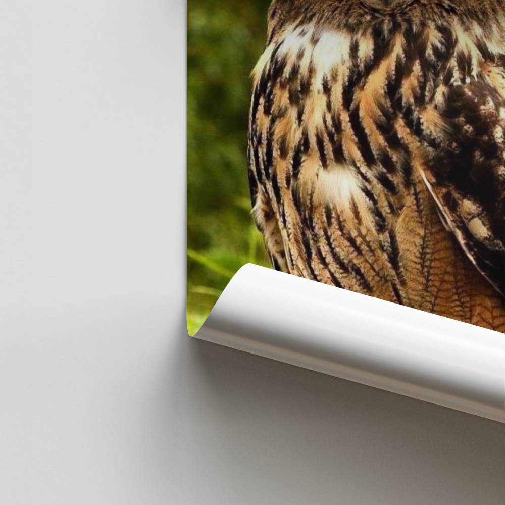 Poster Majestät Eule