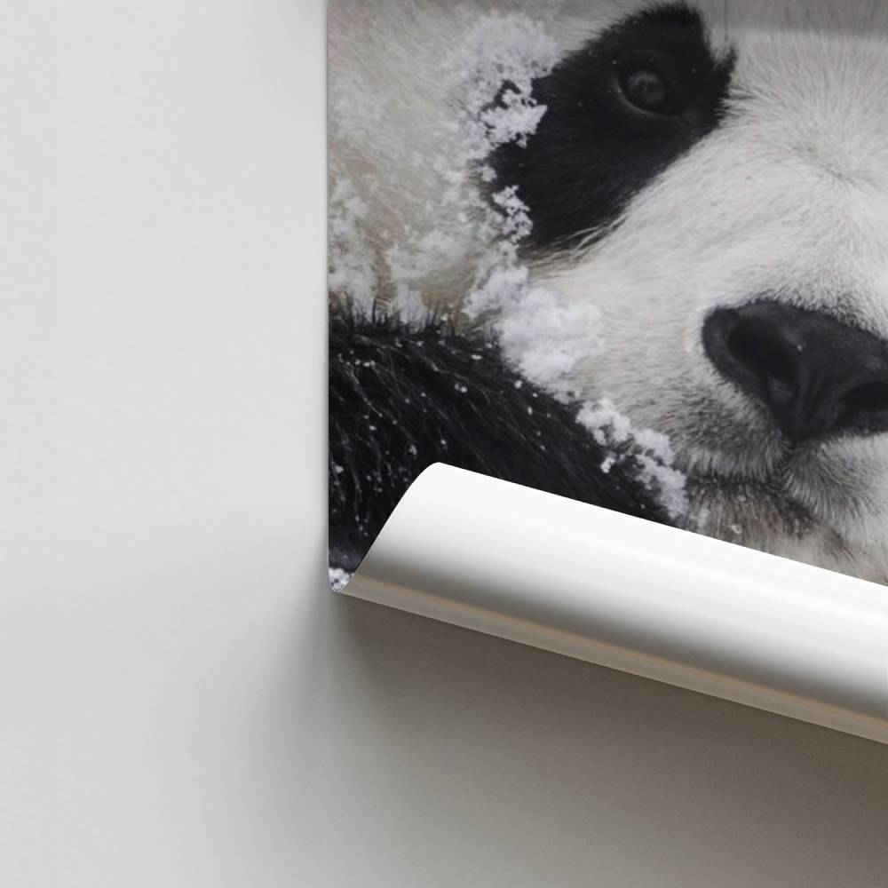 Schnee-Panda-Poster