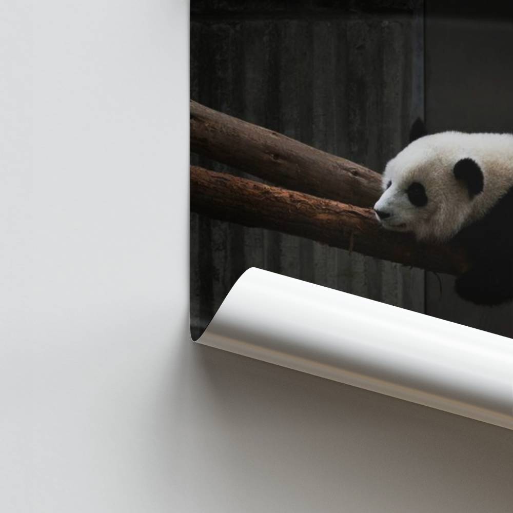 Träumendes Panda-Poster