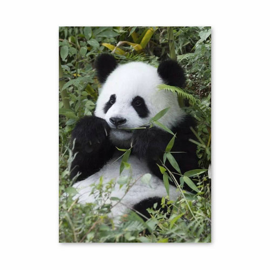 Poster Tranquillité Panda