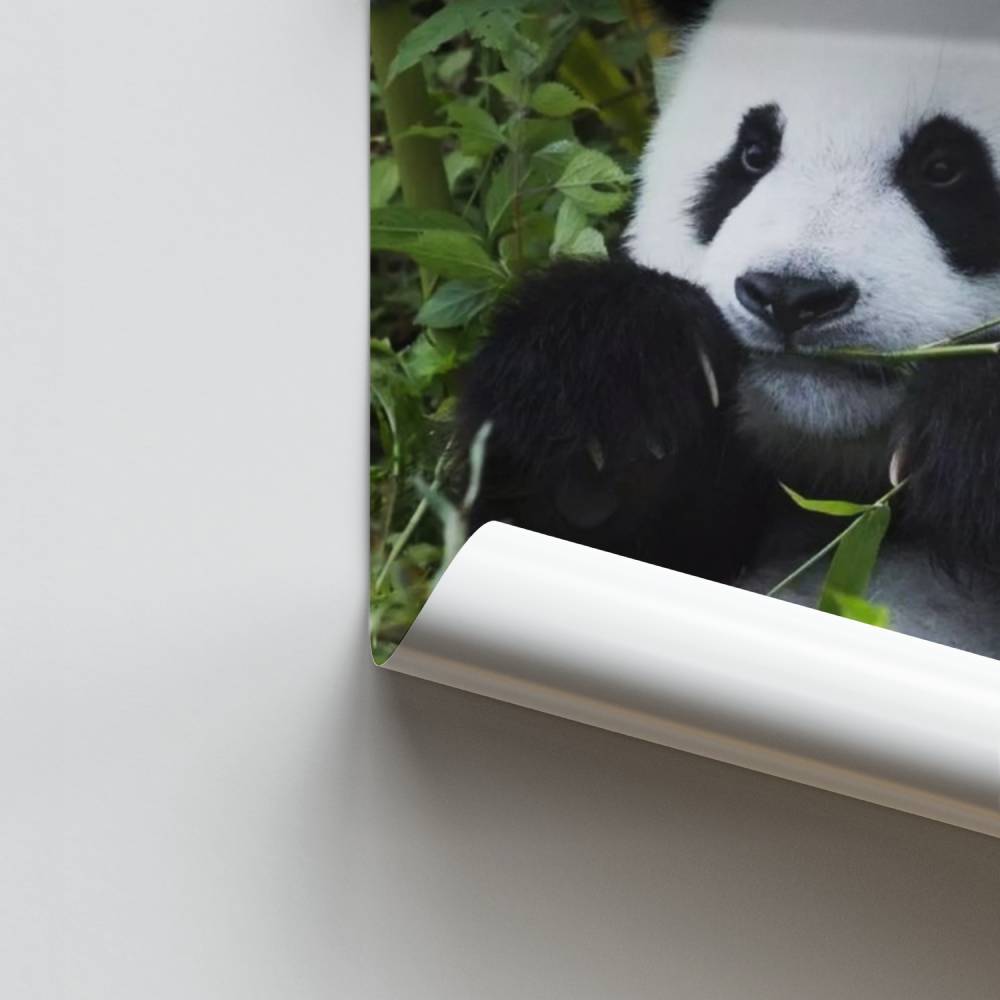 Poster Ruhe Panda
