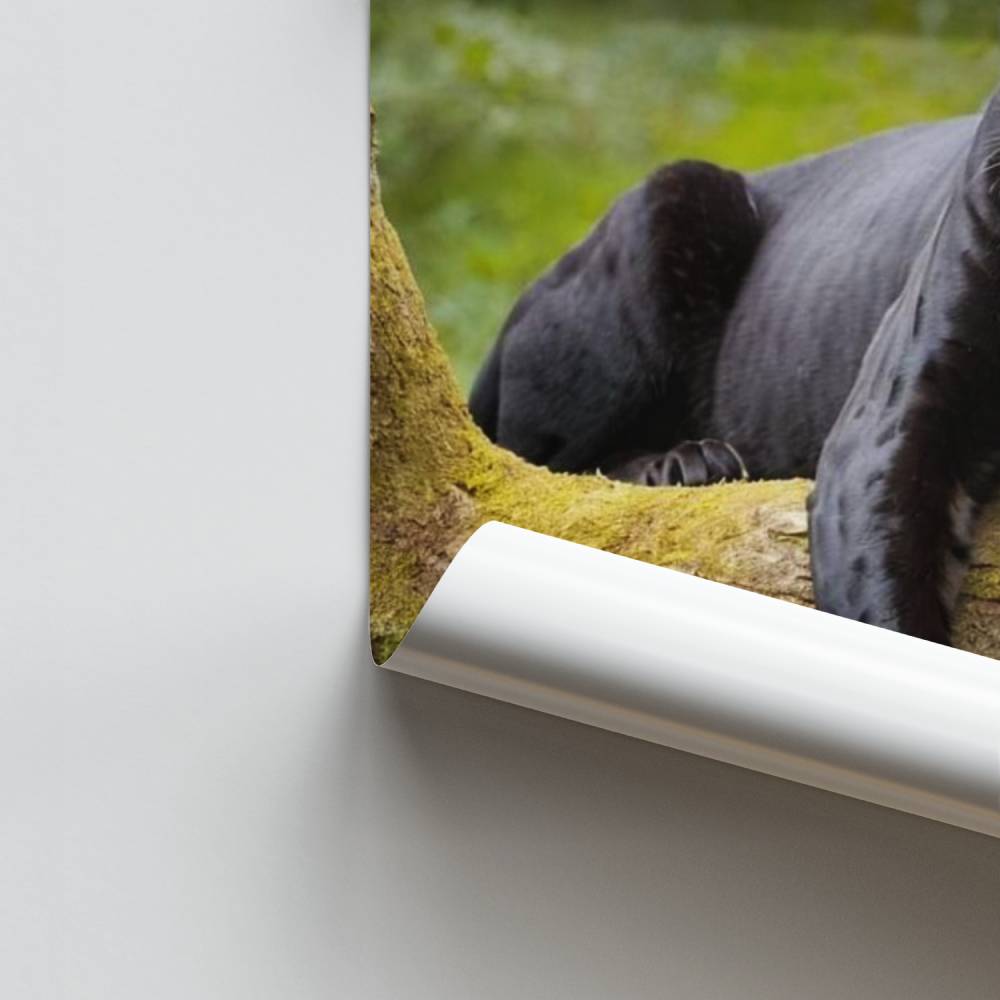 Elegantes Panther-Poster