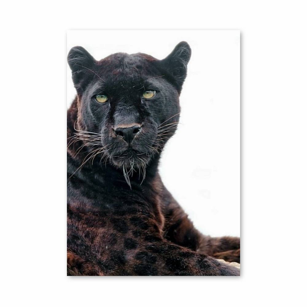 Poster Majesté Nocturne