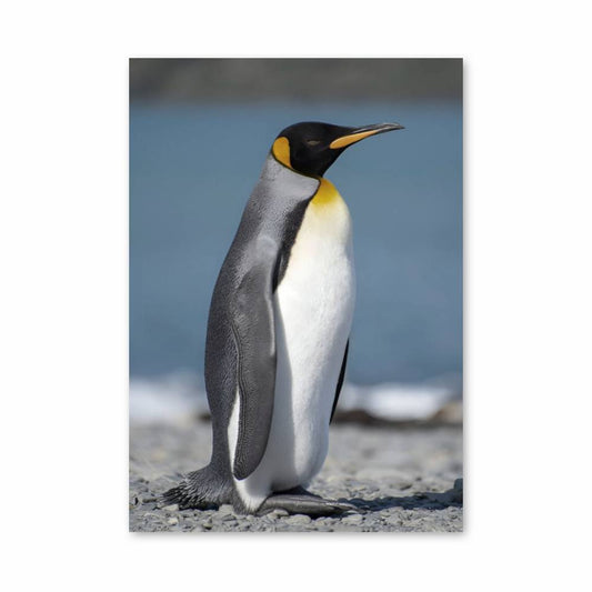 Poster Élévation du Roi