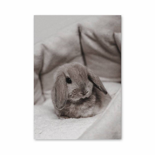 Poster Douceur Lapin