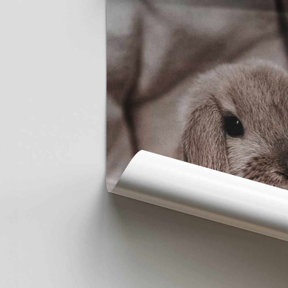 Poster Süßes Kaninchen