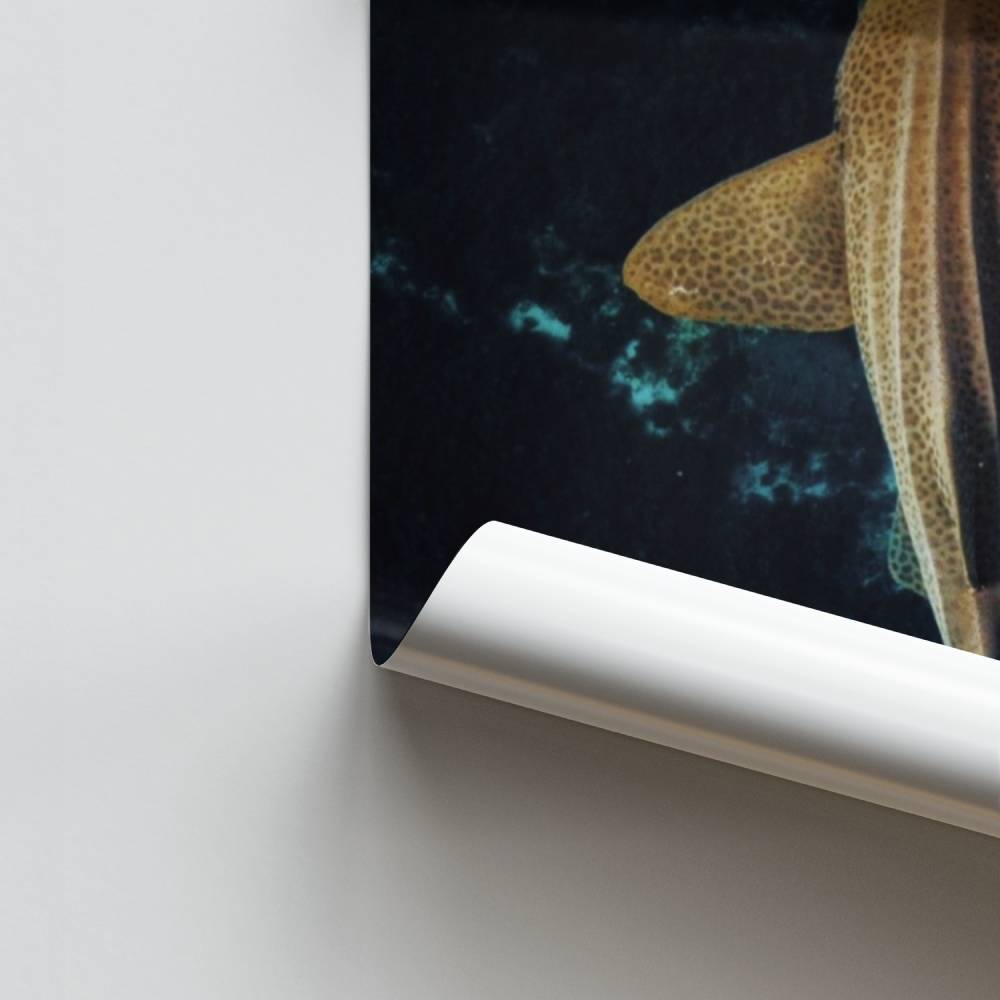 Poster Shark Zenitude
