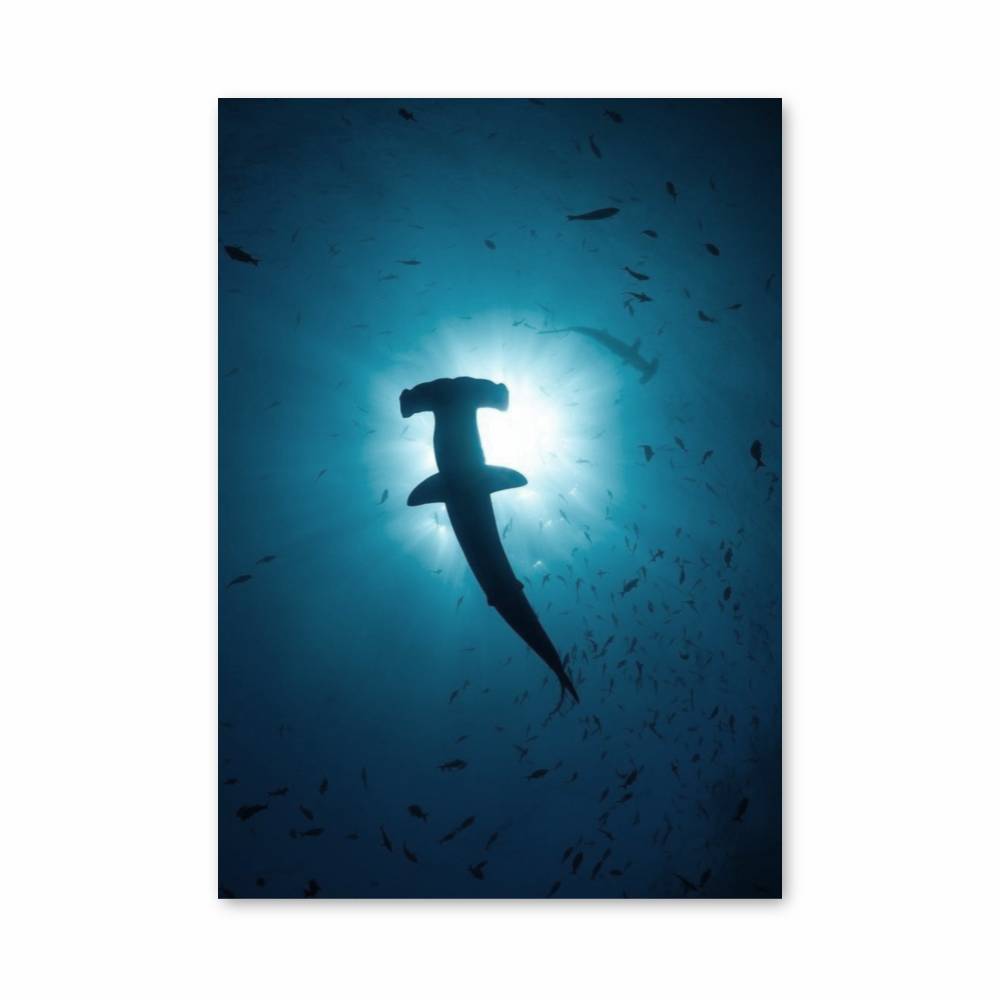 Poster Requin Marteau