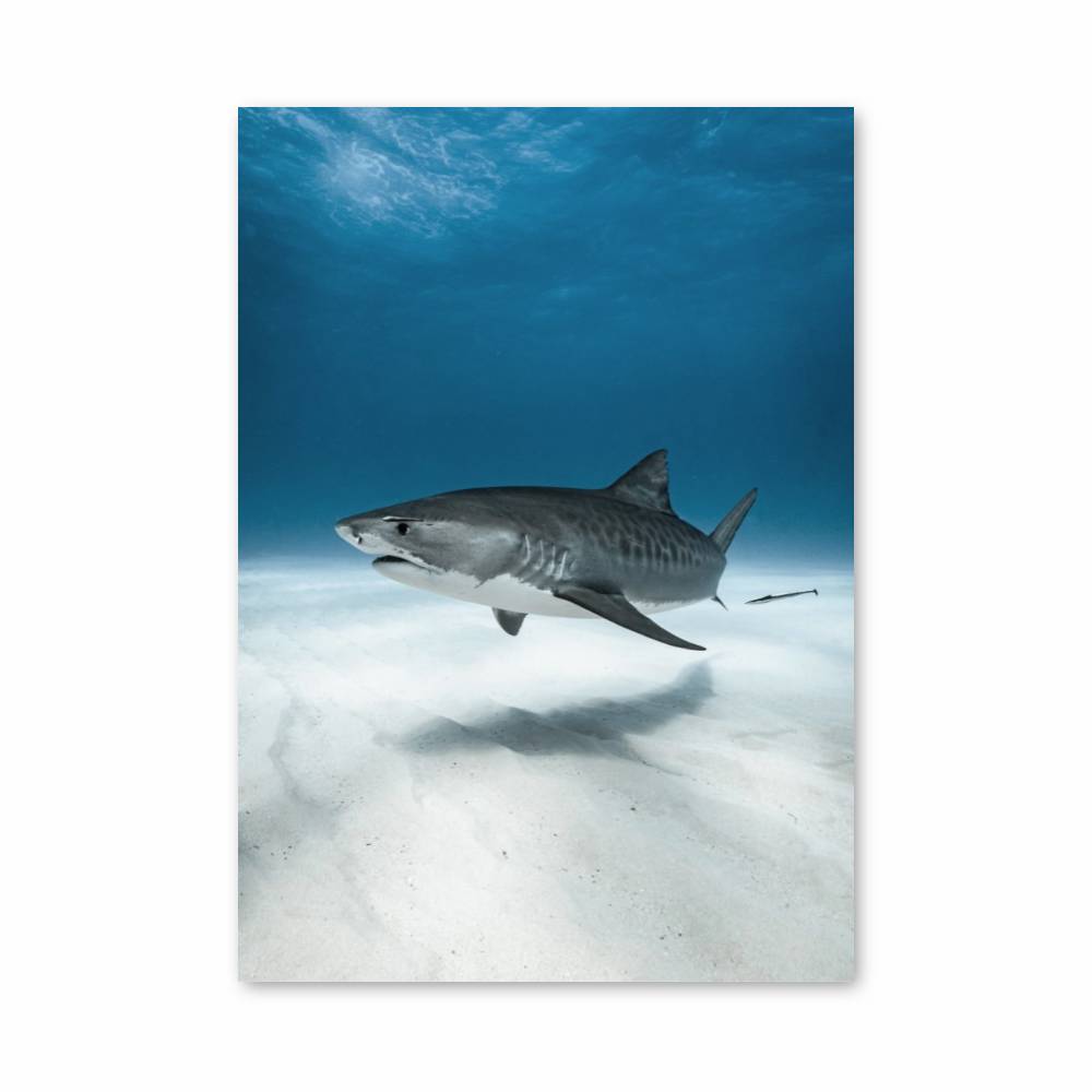 Poster Requin Majestueux