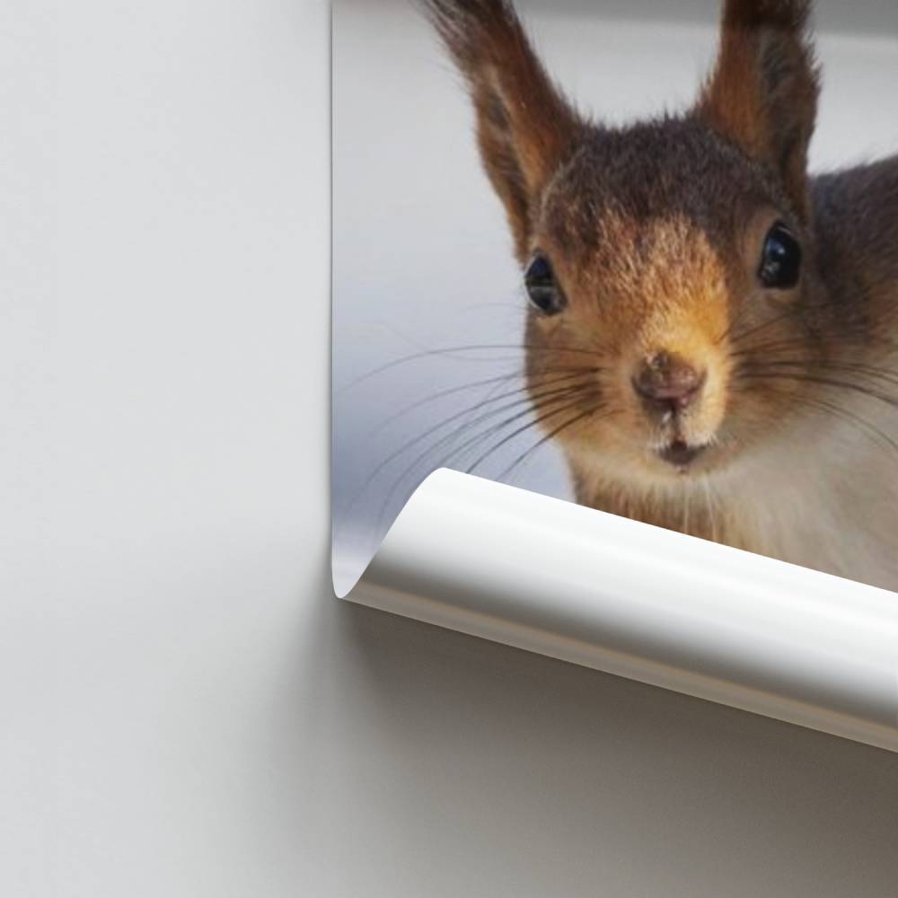 Poster Verspieltes Eichhörnchen