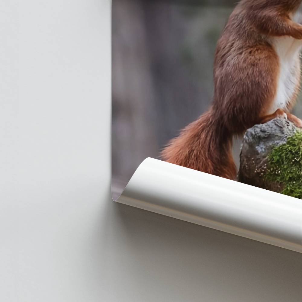Waldeichhörnchen-Poster