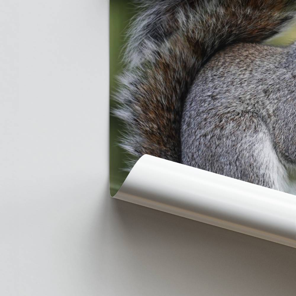Überraschtes Eichhörnchen-Poster
