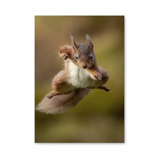 Poster Écureuil Acrobatique