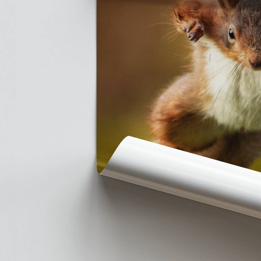 Akrobatisches Eichhörnchen-Poster
