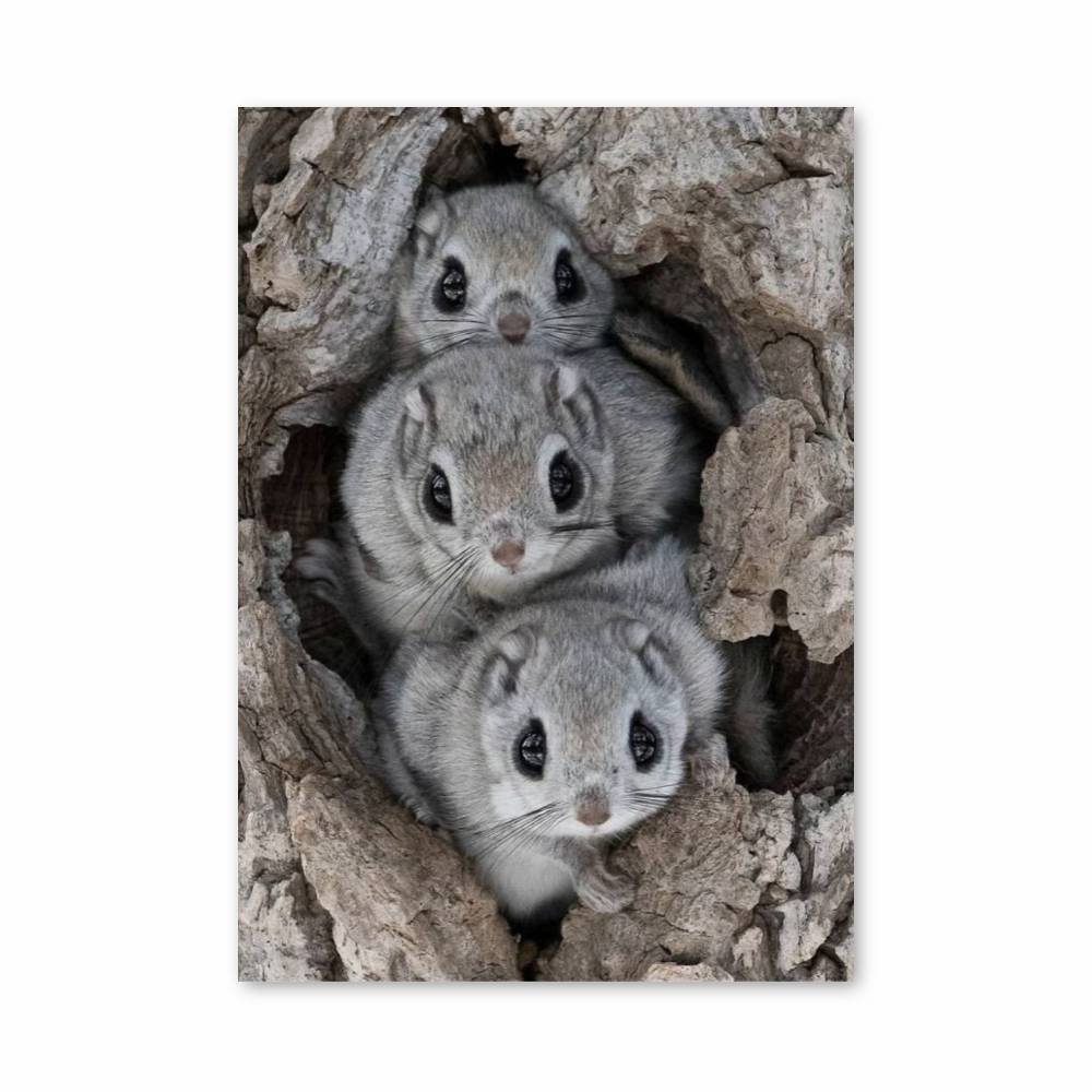 Poster Trio d'Écureuils