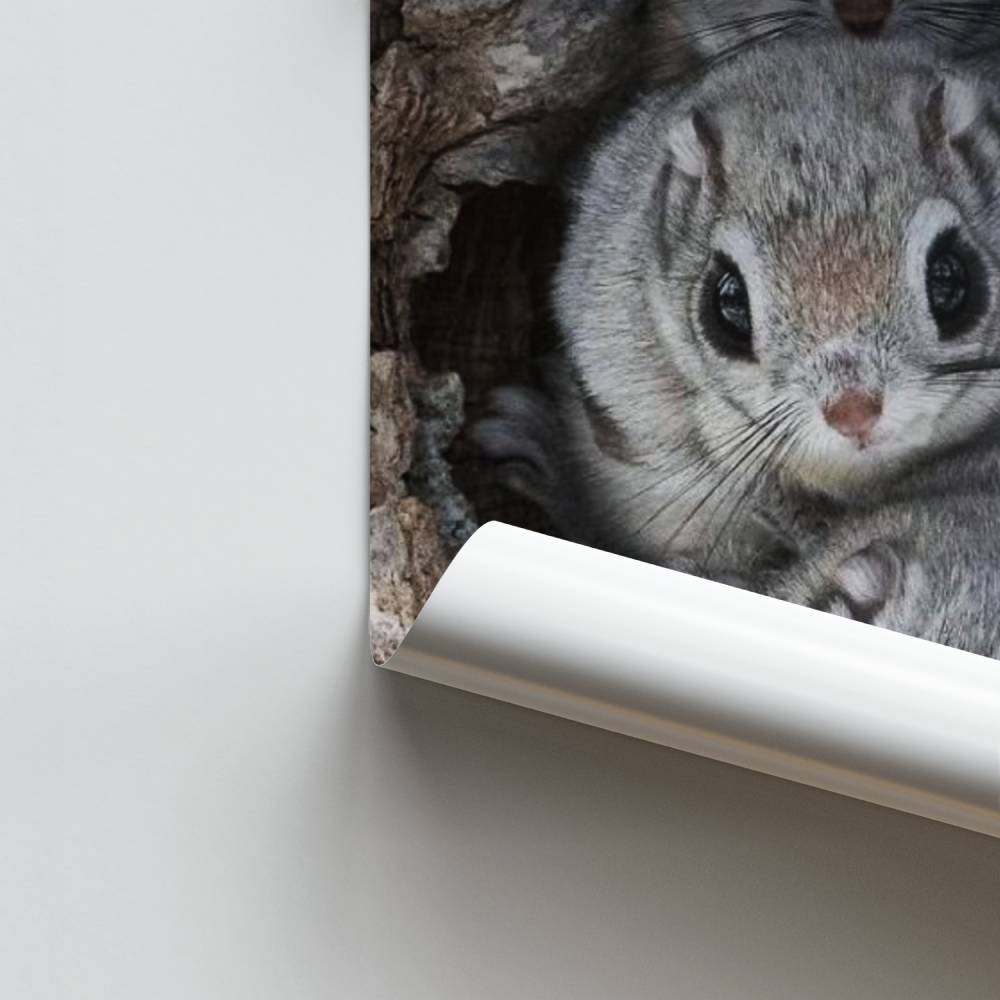 Eichhörnchen-Trio-Poster