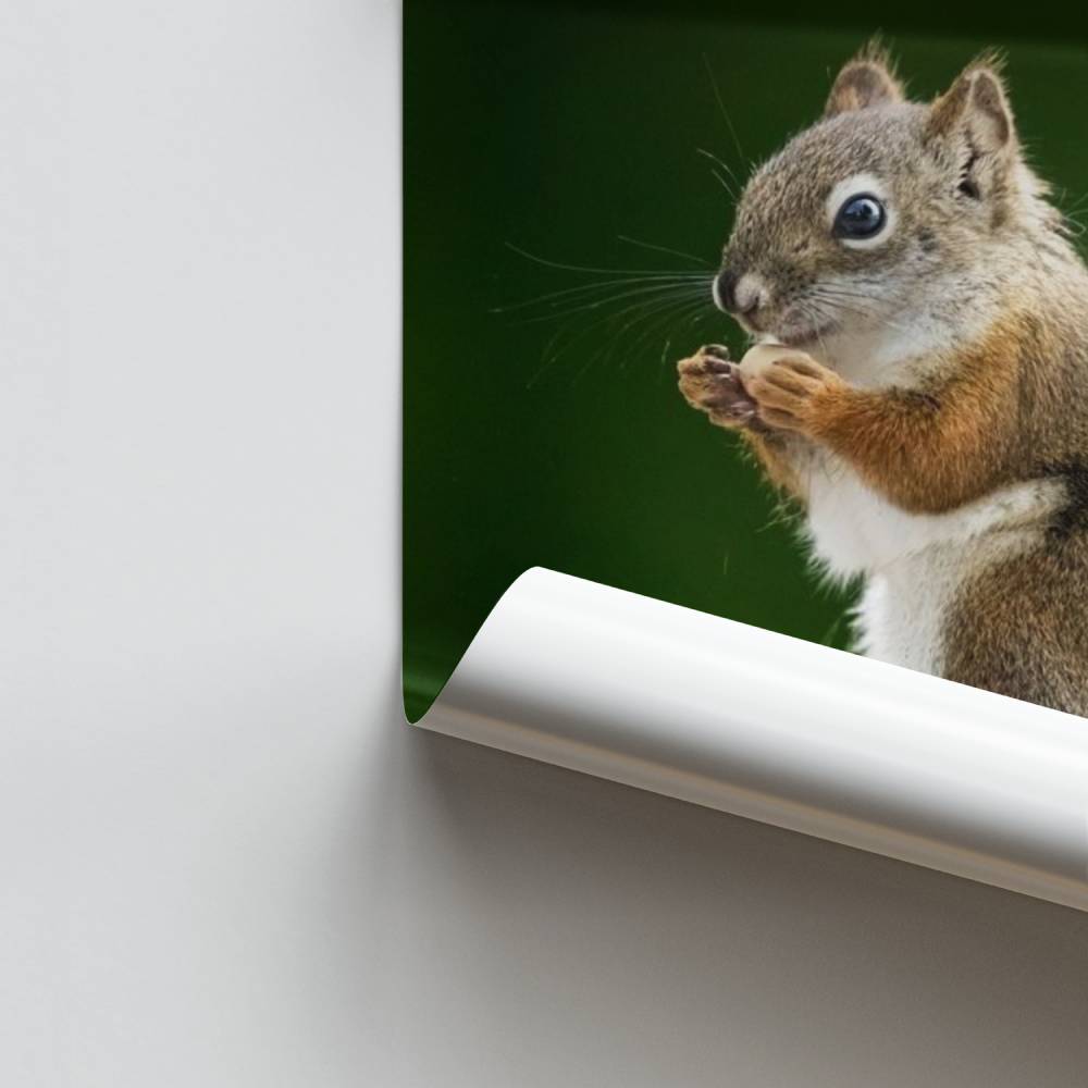 Bezauberndes Eichhörnchen-Poster