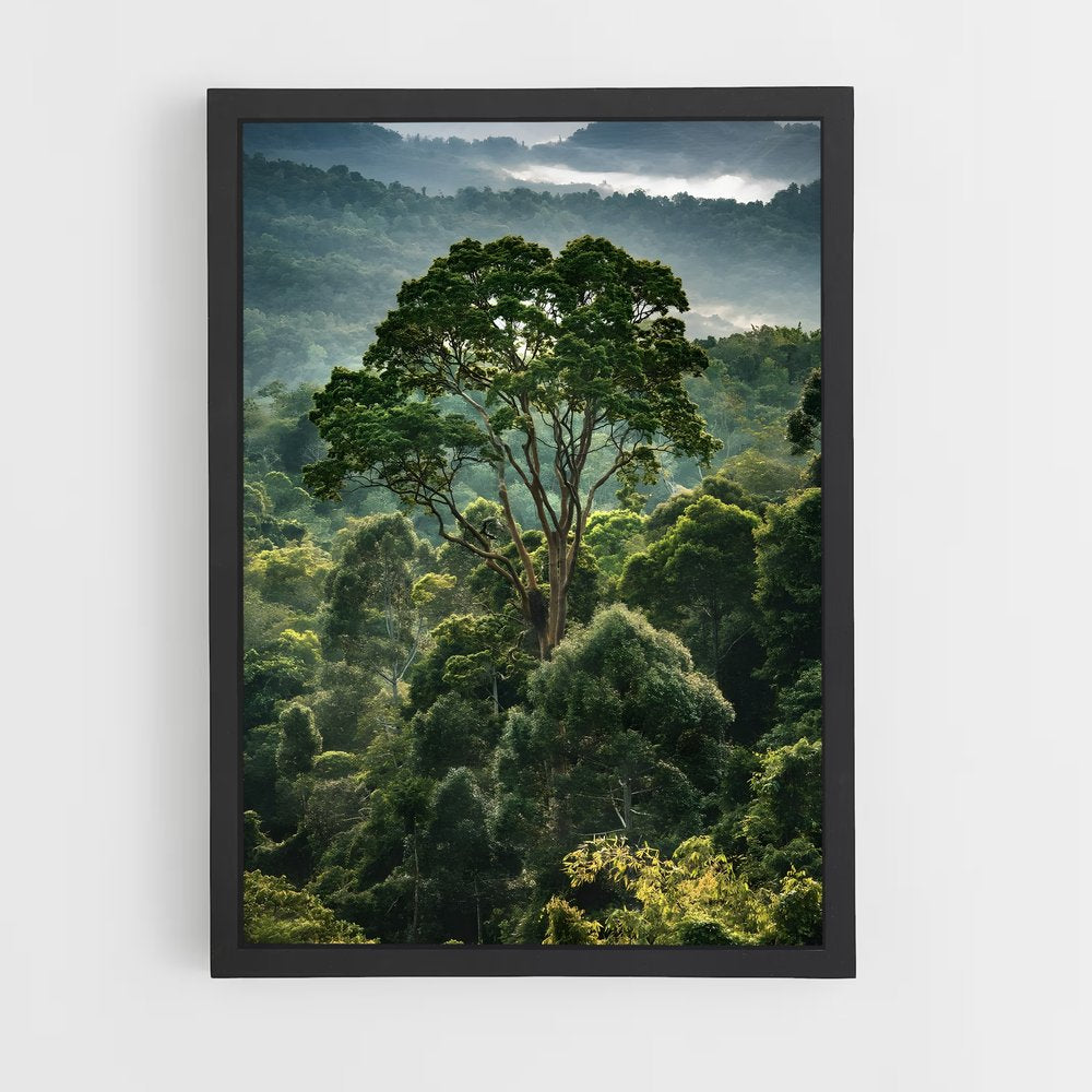 amazonia-15 cadre Noir