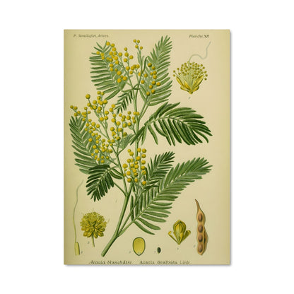Poster Fleur d'Acacia