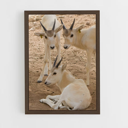 ap-addax-6 cadre Bois foncé