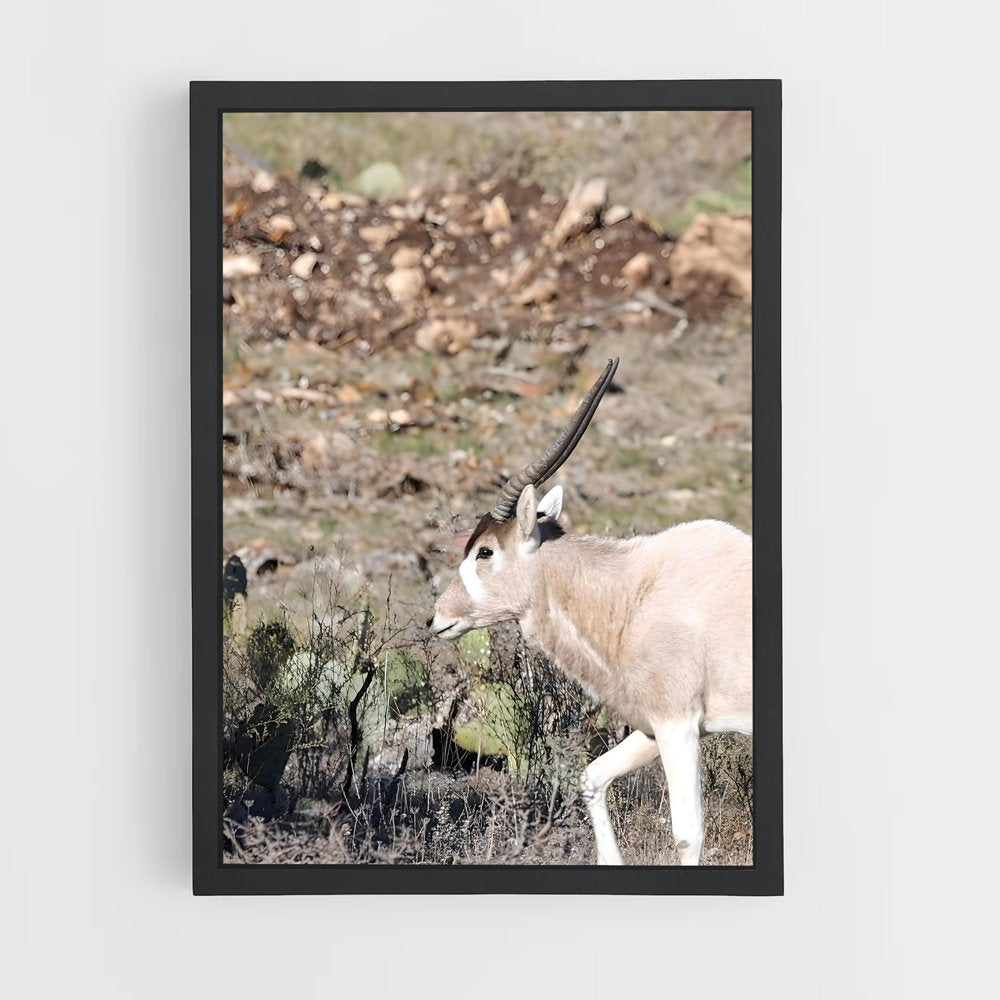 ap-addax-7 cadre Noir