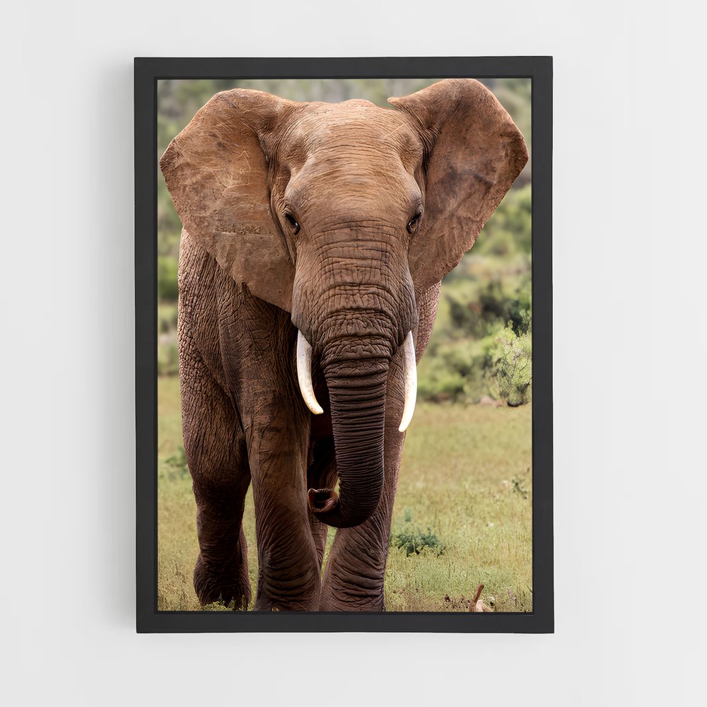 ap-african elephant-1 cadre Noir