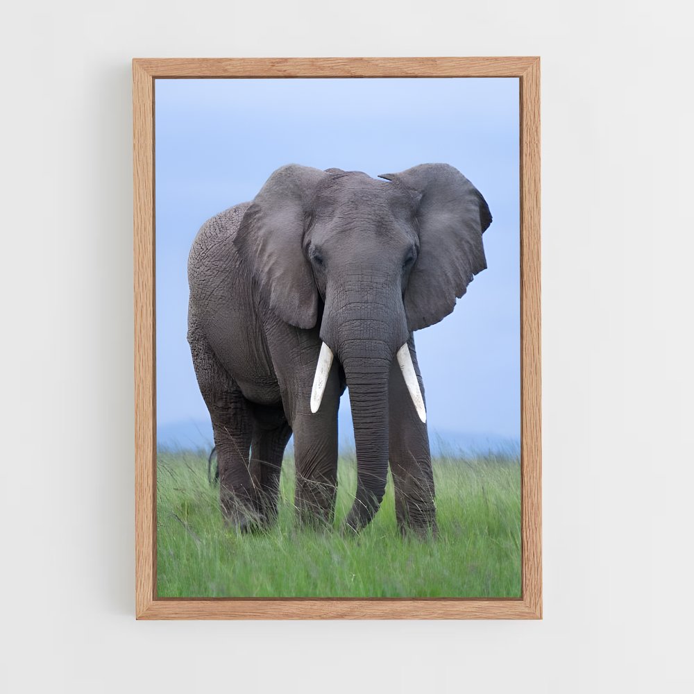 ap-african elephant-4 cadre Bois clair