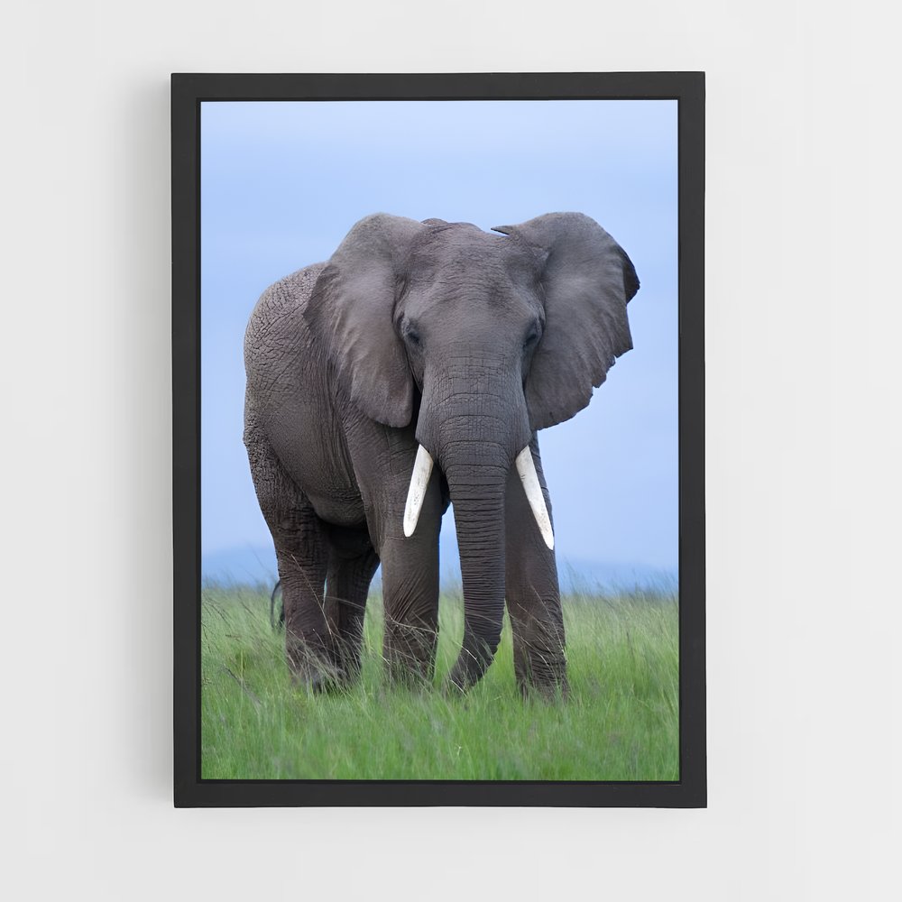 ap-african elephant-4 cadre Noir