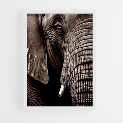 ap-african elephant-5 cadre Blanc