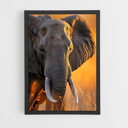 ap-african elephant-8 cadre Noir