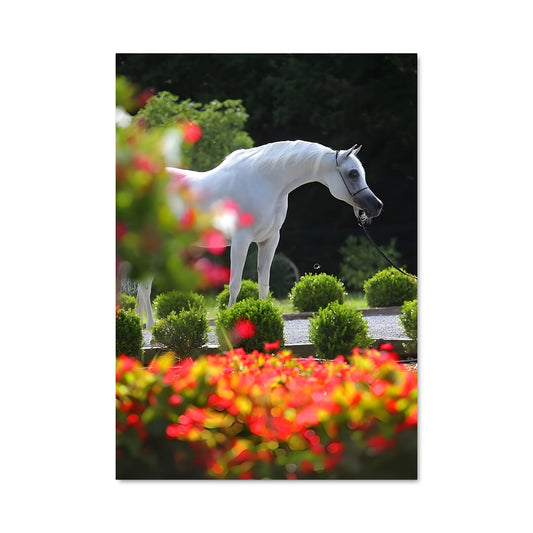 Poster L'Éclat Équestre