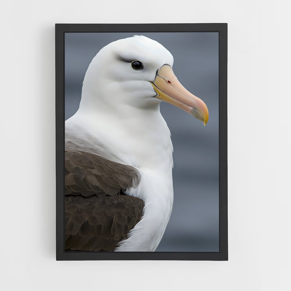 ap-albatross-1 cadre Noir