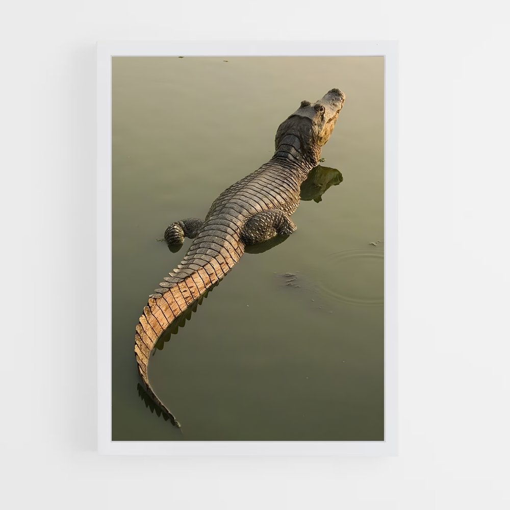 ap-alligator-5 cadre Blanc