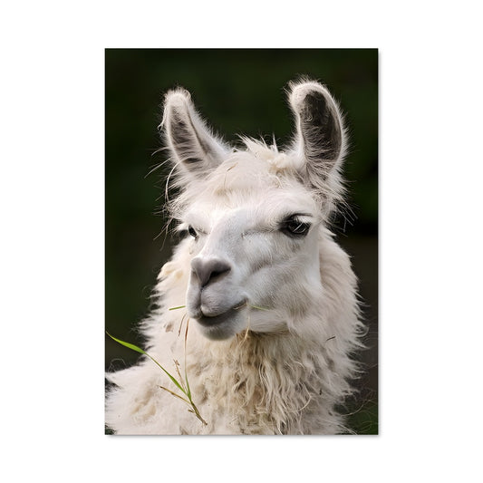 Poster Alpaca Chill