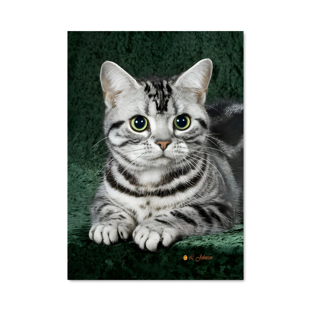 Poster American shorthair 84665