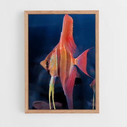 ap-angelfish-6 cadre Bois clair