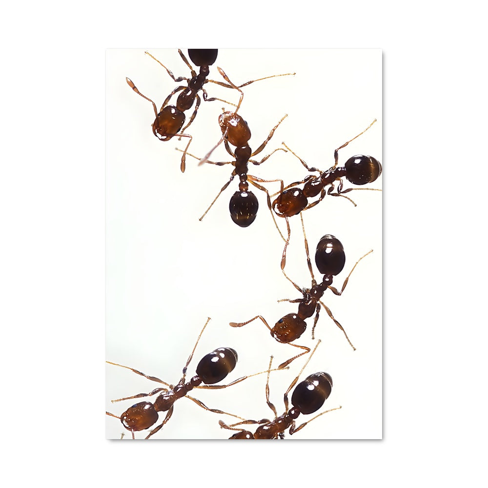 Poster Fourmis Gourmandes