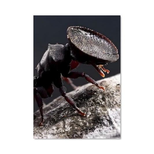Poster Antagoniste