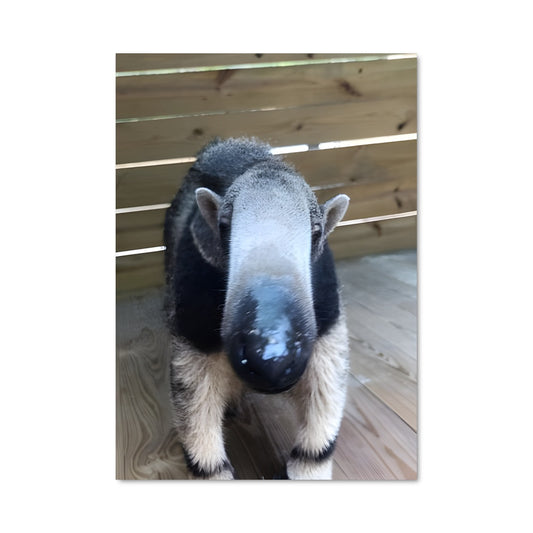 Poster Petit Sanglier