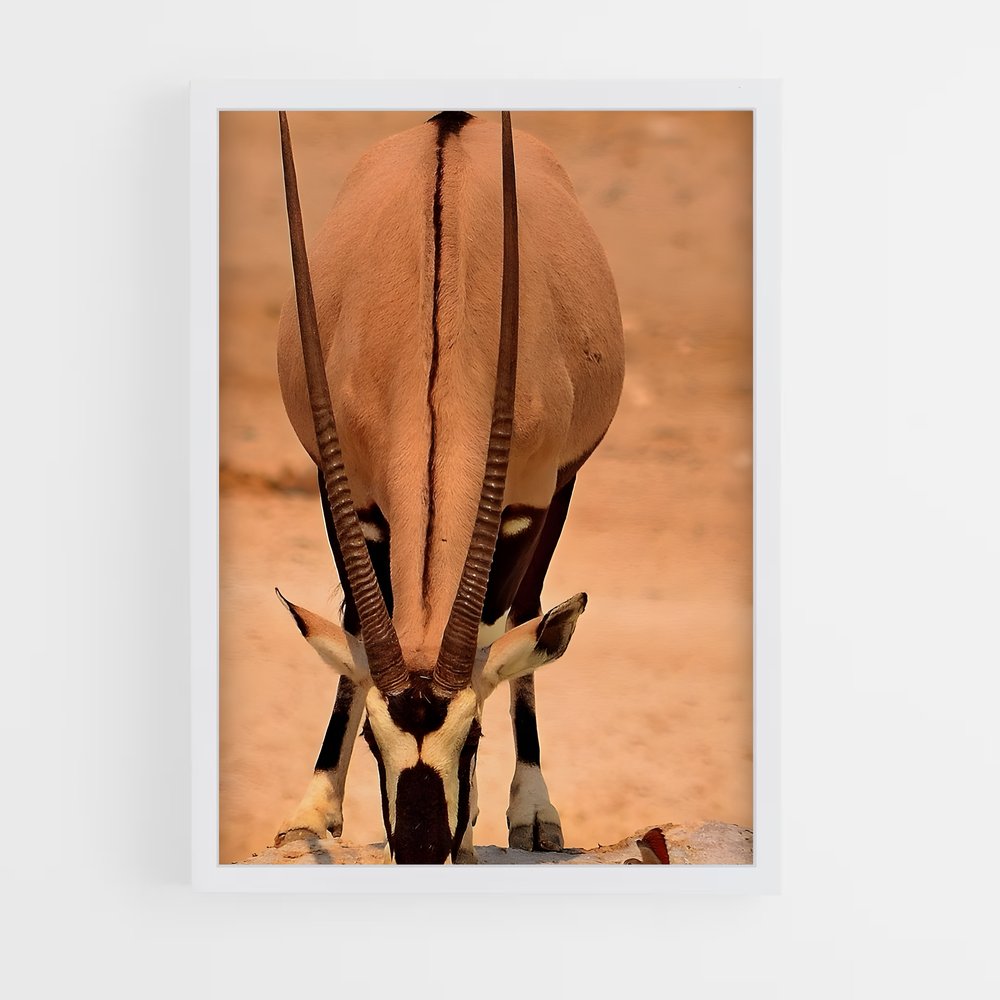 ap-antelope-11 cadre Blanc