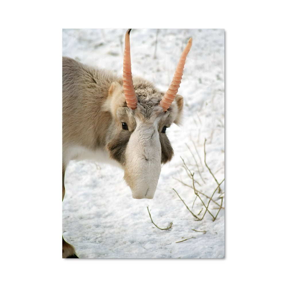 Poster Chèvre des Neiges