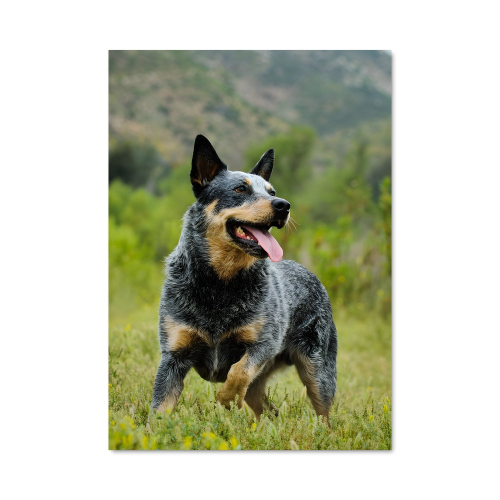 Poster Chien de Prairie